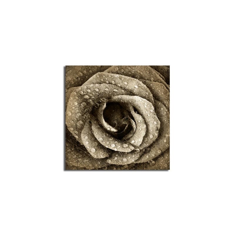 Lerretsbilde 45x45 cm - Detaljert rose med vanndråper - Grå / Beige - Innredning - Bilder & kunst - Lerretsbilder