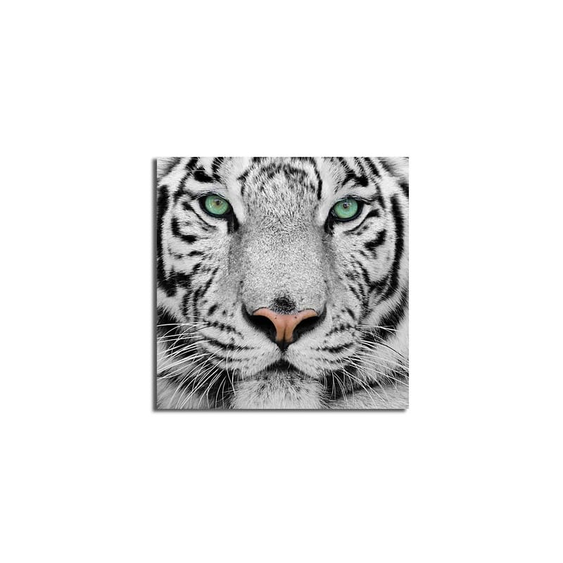 Lerretsbilde 45x45 cm - Nærbilde av en hvit tiger med intense øyne - Hvit / Svart / Grønn - Innredning - Bilder & kunst - Lerretsbilder