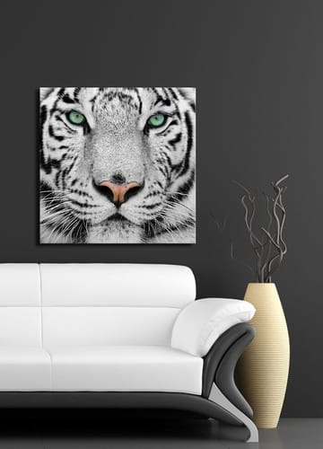Lerretsbilde 45x45 cm - Nærbilde av en hvit tiger med intense øyne - Hvit / Svart / Grønn - Innredning - Bilder & kunst - Lerretsbilder