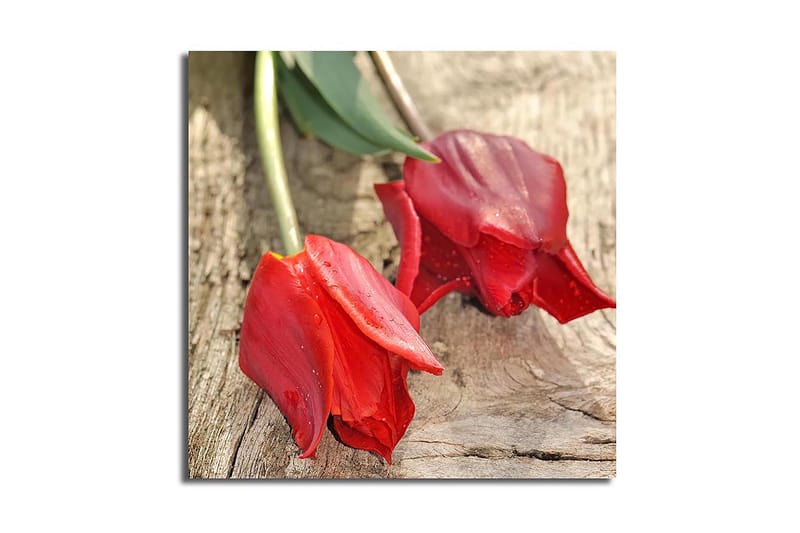 Lerretsbilde 45x45 cm - Røde tulipaner på en treflate, Rød / Grønn