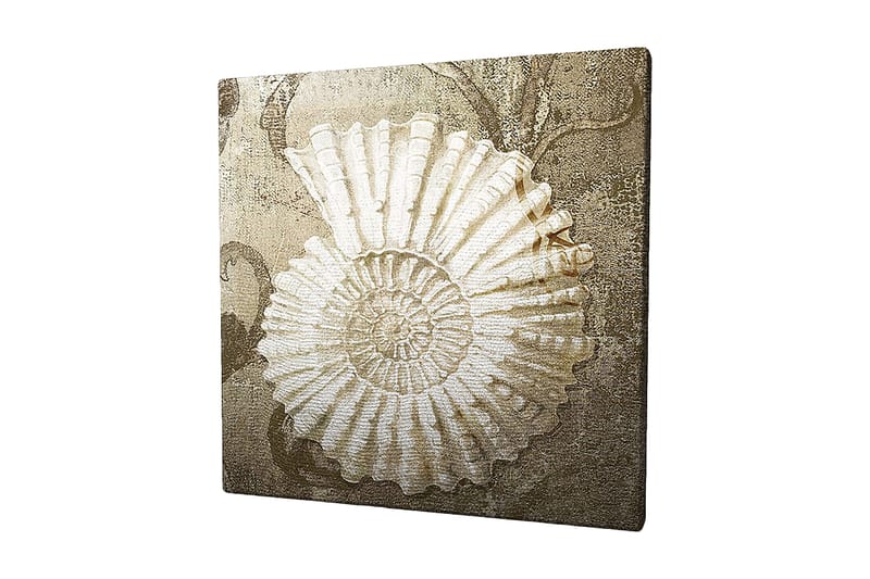 Lerretsbilde 45x45 cm - Skjell med detaljert struktur på en myk bakgrunn, Hvit / Beige / Grå