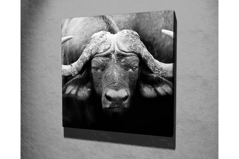 Lerretsbilde 45x45 cm - Storslått bøffel med kraftige horn - Svart / Grå - Innredning - Bilder & kunst - Lerretsbilder