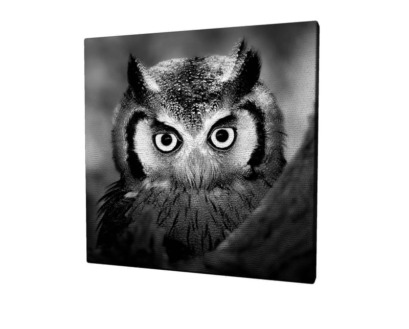 Lerretsbilde 45x45 cm - Svart-hvitt nærbilde av ugle med frostsprutede fjær og gjennomtrengende blikk - Svart / Hvit - Innredning - Bilder & kunst - Lerretsbilder