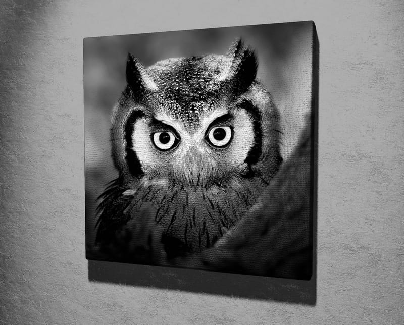 Lerretsbilde 45x45 cm - Svart-hvitt nærbilde av ugle med frostsprutede fjær og gjennomtrengende blikk - Svart / Hvit - Innredning - Bilder & kunst - Lerretsbilder