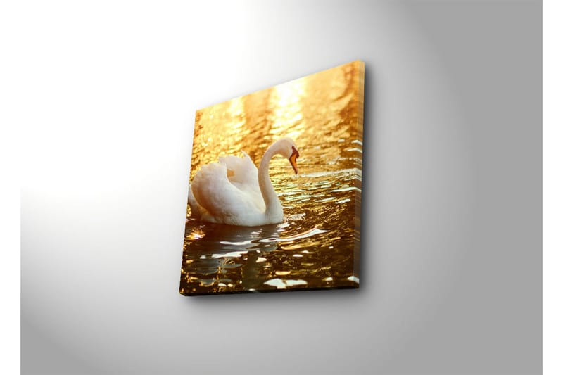 Lerretsbilde 45x45 cm - Svart svane som svømmer i glitrende vann - Hvit / Gull / Oransje - Innredning - Bilder & kunst - Lerretsbilder