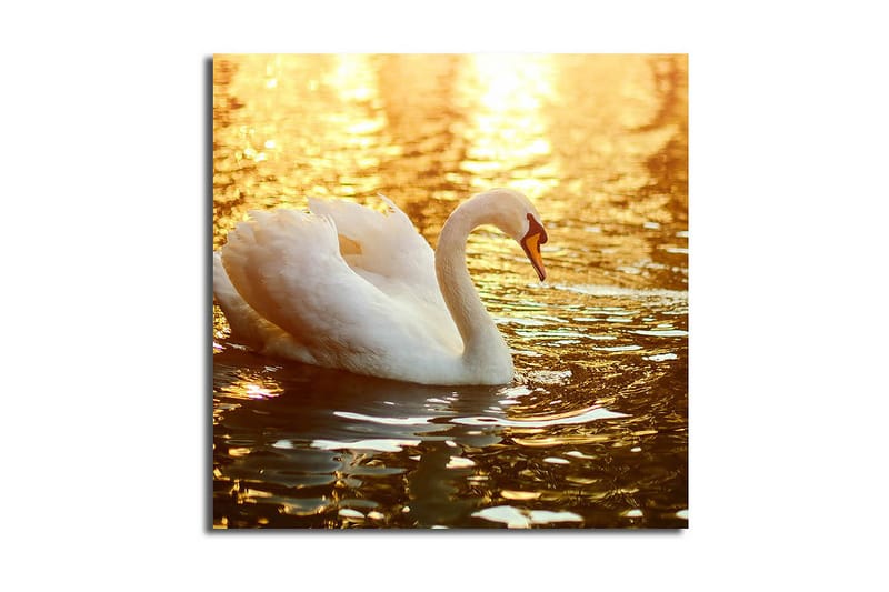 Lerretsbilde 45x45 cm - Svart svane som svømmer i glitrende vann - Hvit / Gull / Oransje - Innredning - Bilder & kunst - Lerretsbilder