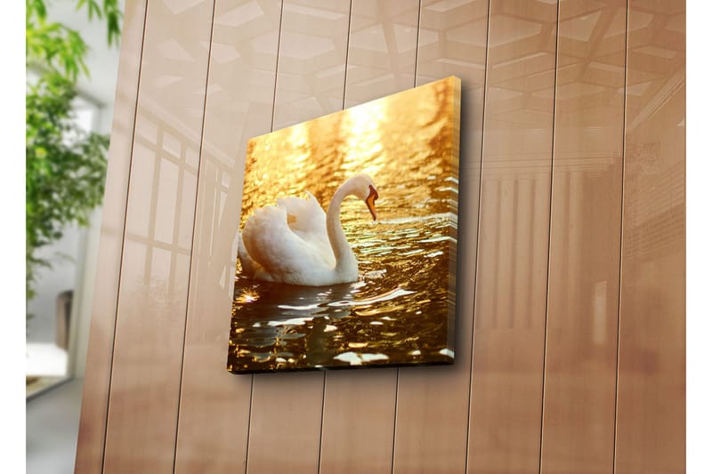 Lerretsbilde 45x45 cm - Svart svane som svømmer i glitrende vann - Hvit / Gull / Oransje - Innredning - Bilder & kunst - Lerretsbilder