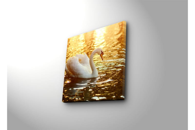Lerretsbilde 45x45 cm - Svart svane som svømmer i glitrende vann - Hvit / Gull / Oransje - Innredning - Bilder & kunst - Lerretsbilder