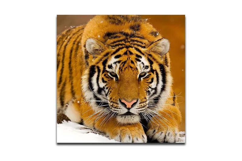 Lerretsbilde 45x45 cm - Tiger ligger på snøen med intenst blikk, Oransje / Svart / Hvit