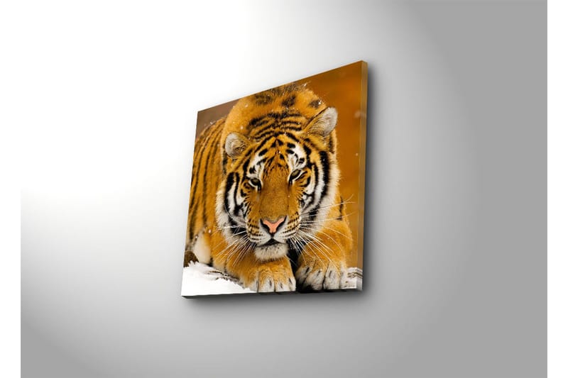 Lerretsbilde 45x45 cm - Tiger ligger på snøen med intenst blikk - Oransje / Svart / Hvit - Innredning - Bilder & kunst - Lerretsbilder