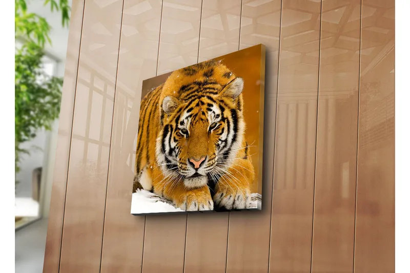 Lerretsbilde 45x45 cm - Tiger ligger på snøen med intenst blikk - Oransje / Svart / Hvit - Innredning - Bilder & kunst - Lerretsbilder