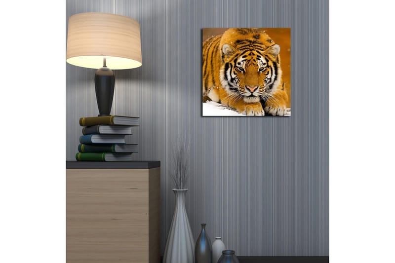 Lerretsbilde 45x45 cm - Tiger ligger på snøen med intenst blikk - Oransje / Svart / Hvit - Innredning - Bilder & kunst - Lerretsbilder