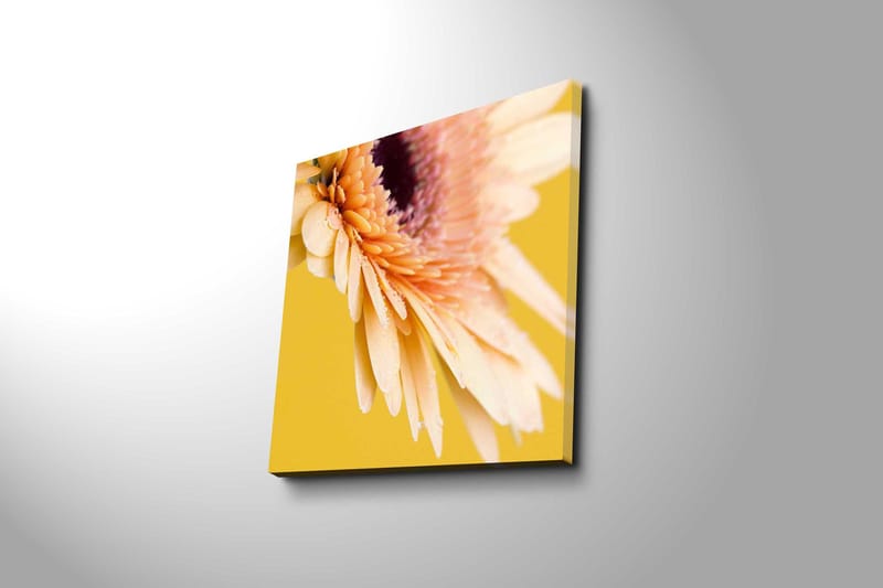 Lerretsbilde 45x45 cm - Vakker blomst med fargerike kronblader og vanndråper - Lys rosa / Gul / Lilla - Innredning - Bilder & kunst - Lerretsbilder