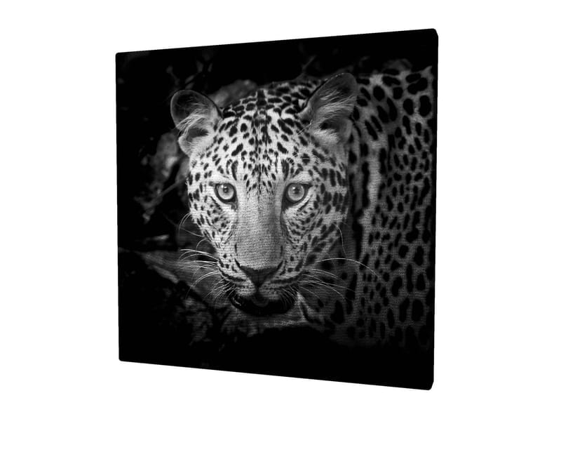 Lerretsbilde 45x45 cm - Portrett av en leopard med intense øyne, Svart / Hvit / Grå