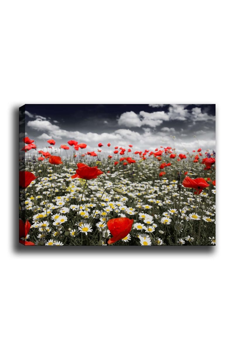 Lerretsbilde 70x100 cm - Blomstereng med røde valmuer og hvite tusenfryd som skaper en kontrastfylt og levende komposisjon, Rød / Hvit