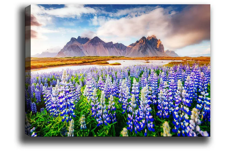 Lerretsbilde 70x100 cm - Blomstrende eng med lupiner i forskjellige nyanser av blått og hvitt, omgitt av majestetiske fjell i bakgrunnen - Blå / Hvit / Grønn - Innredning - Bilder & kunst - Lerretsbilder