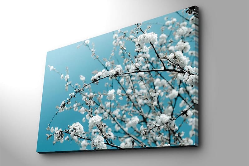 Lerretsbilde 70x100 cm - Blomstrende grener mot en klar, blå bakgrunn - Hvit / Lys blå - Innredning - Bilder & kunst - Lerretsbilder