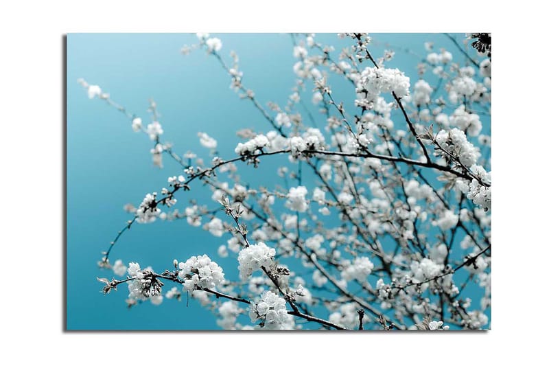 Lerretsbilde 70x100 cm - Blomstrende grener mot en klar, blå bakgrunn - Hvit / Lys blå - Innredning - Bilder & kunst - Lerretsbilder