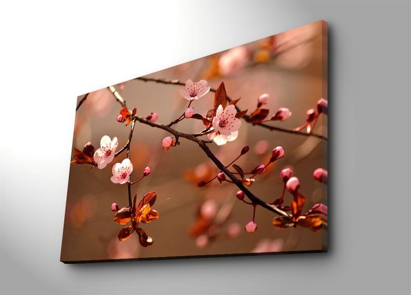 Lerretsbilde 70x100 cm - Blomstrende kirsebærgrener med rosa blomster og brune blader - Rosa / Brun - Innredning - Bilder & kunst - Lerretsbilder
