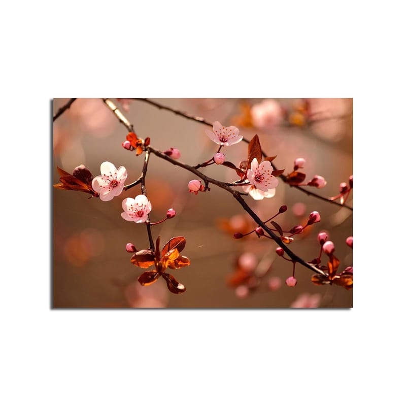 Lerretsbilde 70x100 cm - Blomstrende kirsebærgrener med rosa blomster og brune blader - Rosa / Brun - Innredning - Bilder & kunst - Lerretsbilder