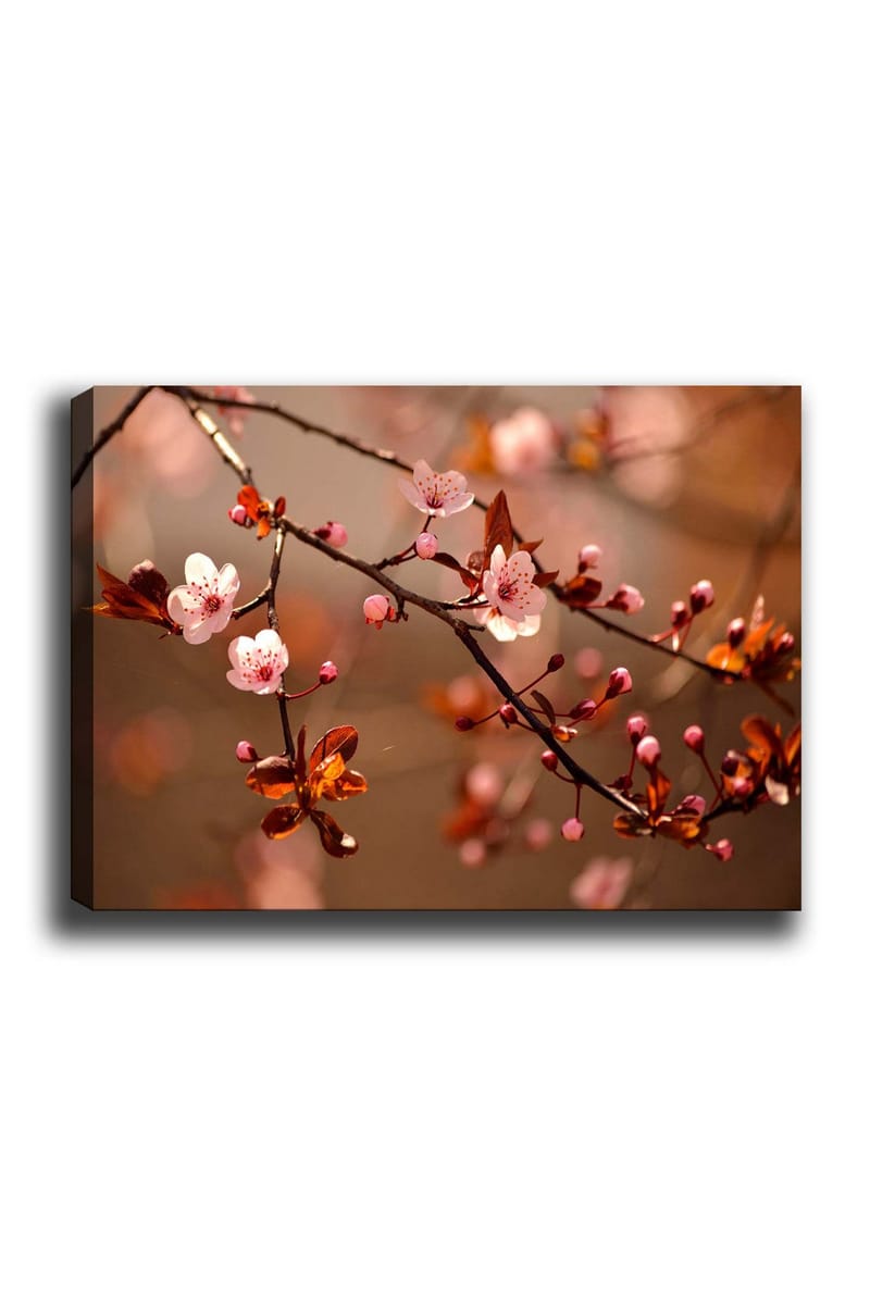 Lerretsbilde 70x100 cm - Blomstrende kirsebærgrener med rosa blomster og knopper, Rosa / Brun / Mørk rød