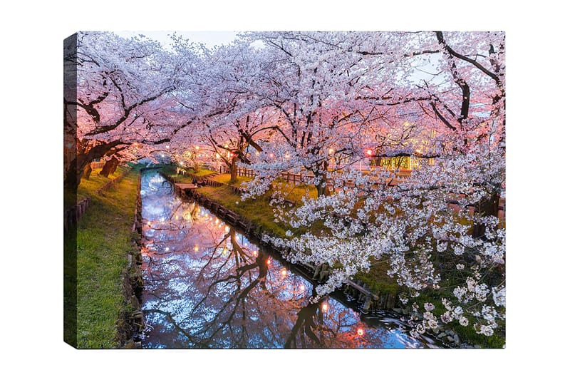 Lerretsbilde 70x100 cm - Blomstrende kirsebærtrær ved en stille kanal i skumringen, Rosa / Hvit / Grønn