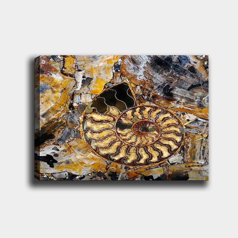 Lerretsbilde 70x100 cm - Detaljert avbildning av en snegle med spiralstruktur, Gull / Brun / Svart