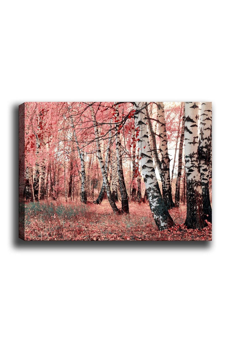 Lerretsbilde 70x100 cm - Drømmeskog med bjørketrær omgitt av rosa og røde blader, Rosa / Hvit / Svart