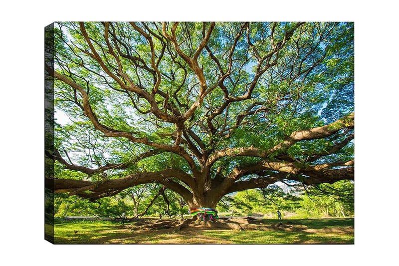 Lerretsbilde 70x100 cm - Et stort og majestetisk tre med spredte grener og frodig grøntområde, Grønn / Brun