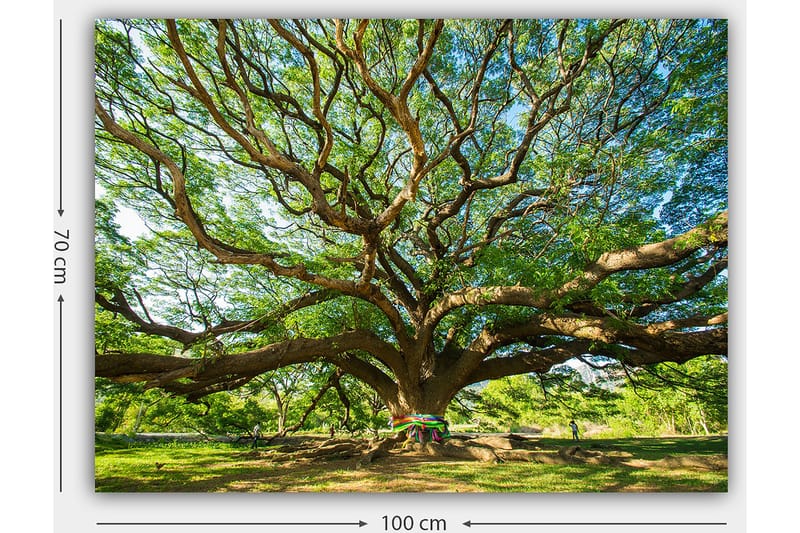 Lerretsbilde 70x100 cm - Et stort og majestetisk tre med spredte grener og frodig grøntområde - Grønn / Brun - Innredning - Bilder & kunst - Lerretsbilder