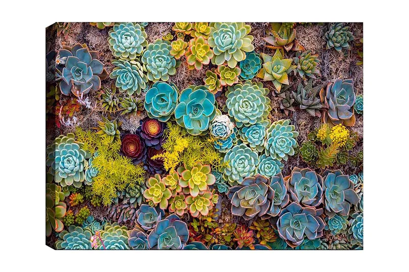 Lerretsbilde 70x100 cm - Fargerik samling av forskjellige sukkulenter i varierende former og nyanser - Turkis / Grønn / Gul - Innredning - Bilder & kunst - Lerretsbilder