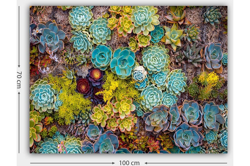 Lerretsbilde 70x100 cm - Fargerik samling av forskjellige sukkulenter i varierende former og nyanser - Turkis / Grønn / Gul - Innredning - Bilder & kunst - Lerretsbilder