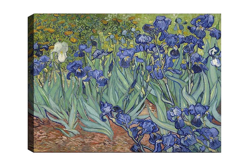 Lerretsbilde 70x100 cm - Fargerik samling av irisblomster i forskjellige blånyanser, Blå / Grønn / Hvit
