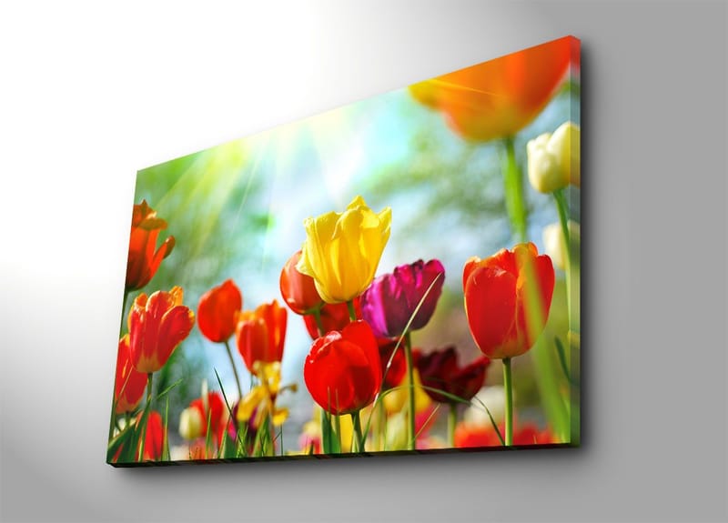 Lerretsbilde 70x100 cm - Fargerik samling av tulipaner i forskjellige nyanser som blomstrer i lyset, Rød / Gul / Lilla