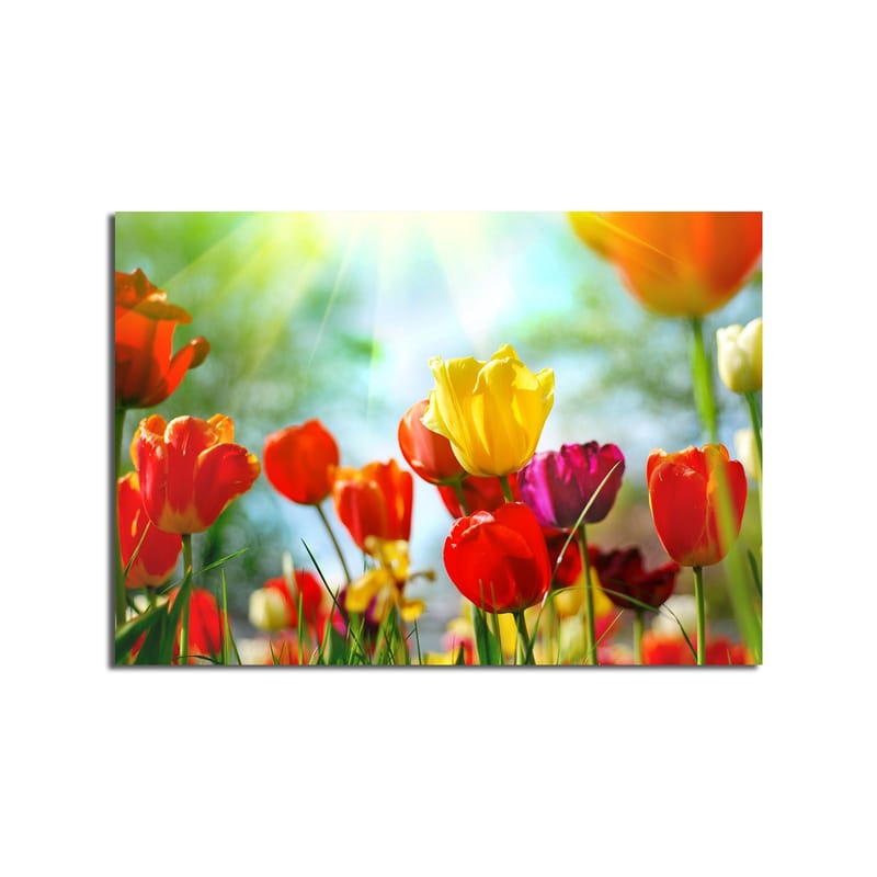 Lerretsbilde 70x100 cm - Fargerik samling av tulipaner i forskjellige nyanser som blomstrer i lyset - Rød / Gul / Lilla - Innredning - Bilder & kunst - Lerretsbilder