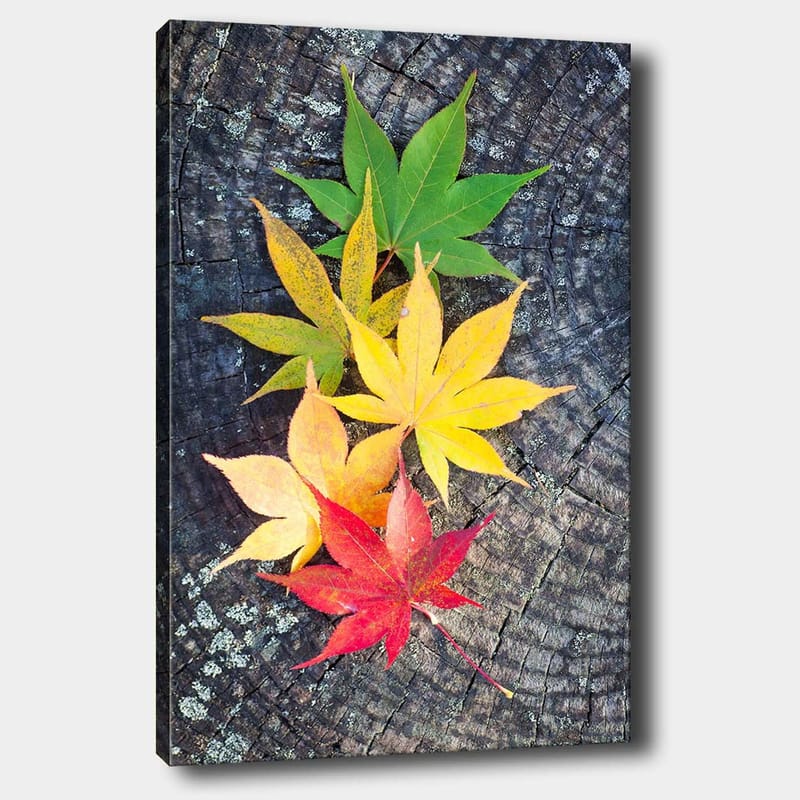 Lerretsbilde 70x100 cm - Fargerike høstblader i forskjellige nyanser på en treflate - Grønn / Gul / Rød - Innredning - Bilder & kunst - Lerretsbilder