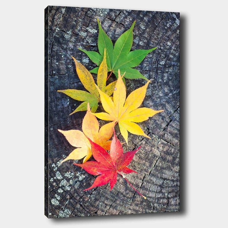 Lerretsbilde 70x100 cm - Fargerike høstblader i forskjellige nyanser på en treflate - Grønn / Gul / Rød - Innredning - Bilder & kunst - Lerretsbilder