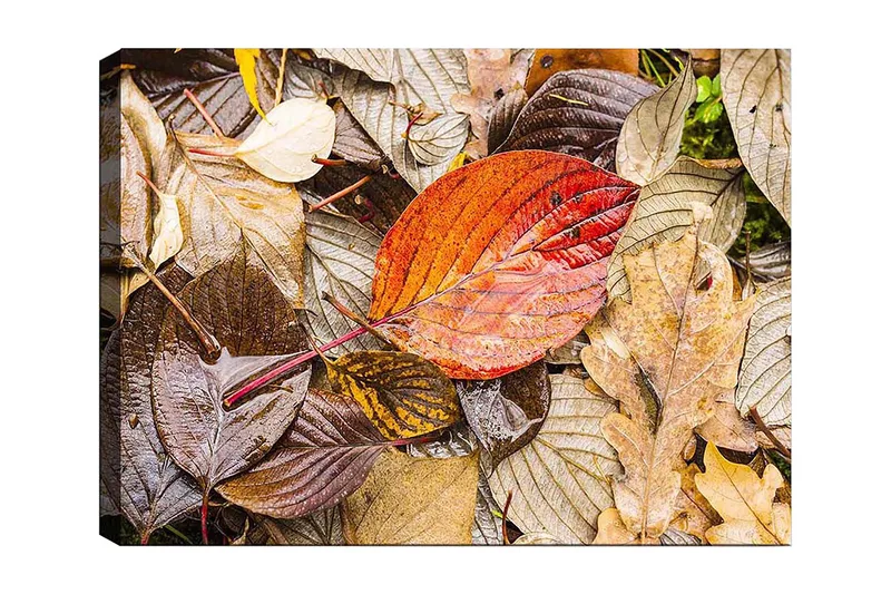 Lerretsbilde 70x100 cm - Fargerike høstblader på en fuktig overflate, Rød / Brun / Gul