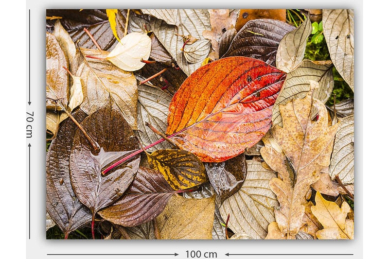 Lerretsbilde 70x100 cm - Fargerike høstblader på en fuktig overflate - Rød / Brun / Gul - Innredning - Bilder & kunst - Lerretsbilder