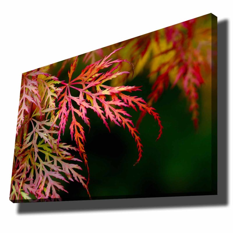 Lerretsbilde 70x100 cm - Fargerike lønneblader i forskjellige nyanser av rødt og rosa, Rød / Rosa / Grønn