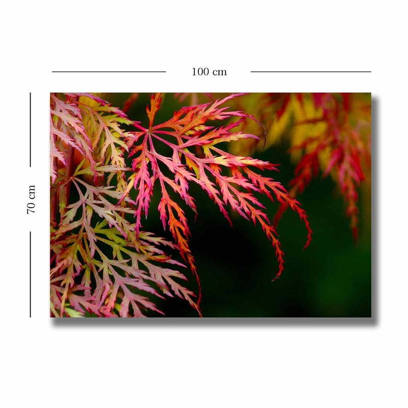 Lerretsbilde 70x100 cm - Fargerike lønneblader i forskjellige nyanser av rødt og rosa - Rød / Rosa / Grønn - Innredning - Bilder & kunst - Lerretsbilder