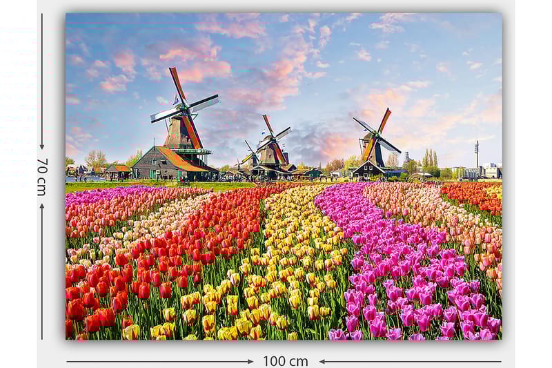 Lerretsbilde 70x100 cm - Fargerike tulipanåkre med vindmøller i bakgrunnen - Rød / Rosa / Gul - Innredning - Bilder & kunst - Lerretsbilder