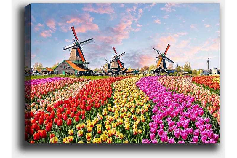 Lerretsbilde 70x100 cm - Fargerike tulipanåkre med vindmøller i bakgrunnen - Rød / Rosa / Gul - Innredning - Bilder & kunst - Lerretsbilder