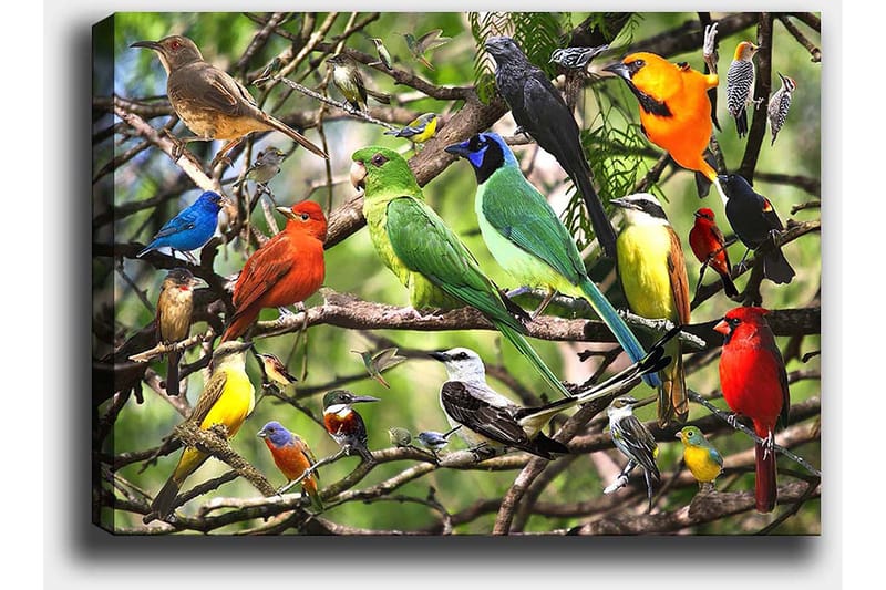 Lerretsbilde 70x100 cm - Flere fargerike fugler som sitter på grener i et livlig naturmiljø - Grønn / Rød / Blå - Innredning - Bilder & kunst - Lerretsbilder