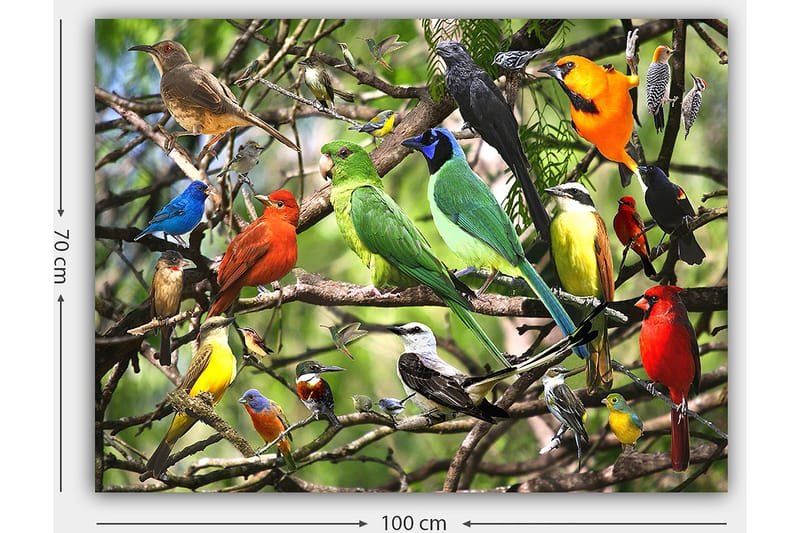 Lerretsbilde 70x100 cm - Flere fargerike fugler som sitter på grener i et livlig naturmiljø - Grønn / Rød / Blå - Innredning - Bilder & kunst - Lerretsbilder