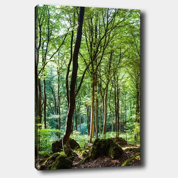 Lerretsbilde 70x100 cm - Frodig skog med høye trær og frodig vegetasjon - Grønn / Brun - Innredning - Bilder & kunst - Lerretsbilder