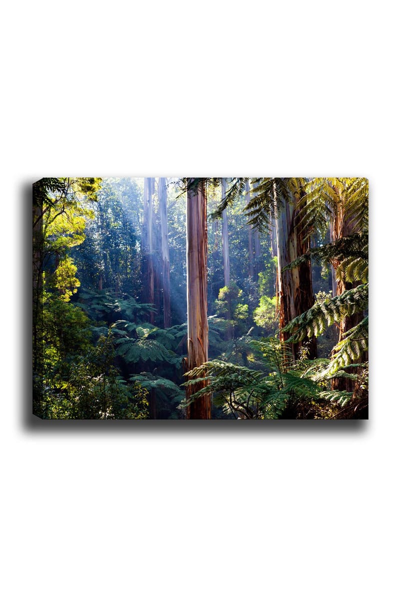Lerretsbilde 70x100 cm - Frodig skog med høye trær og grønne planter som skaper en rolig og naturlig atmosfære, Grønn / Brun / Lys blå