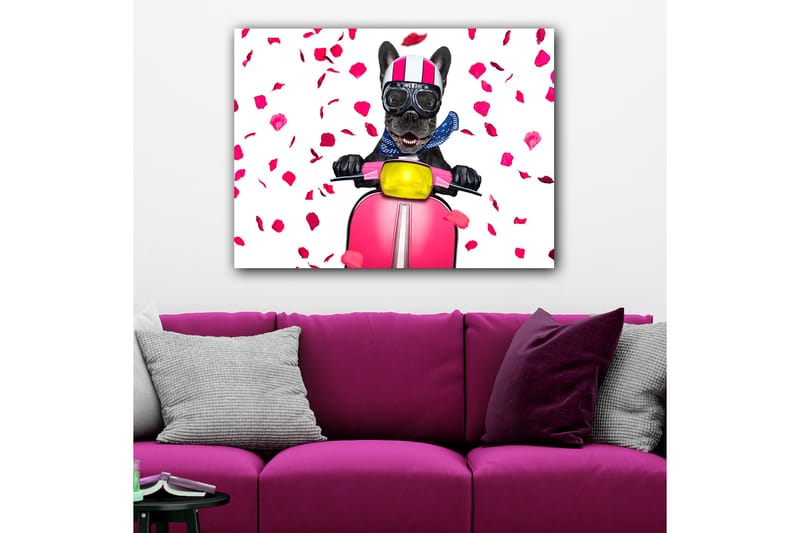 Lerretsbilde 70x100 cm - Glad fransk bulldog som kjører en rosa scooter med blomster som faller rundt - Rosa / Svart / Gul - Innredning - Bilder & kunst - Lerretsbilder