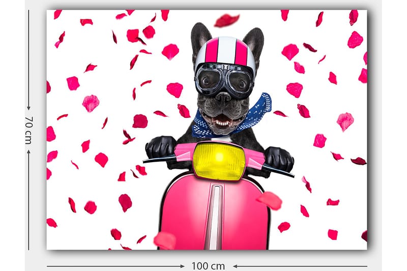 Lerretsbilde 70x100 cm - Glad fransk bulldog som kjører en rosa scooter med blomster som faller rundt - Rosa / Svart / Gul - Innredning - Bilder & kunst - Lerretsbilder