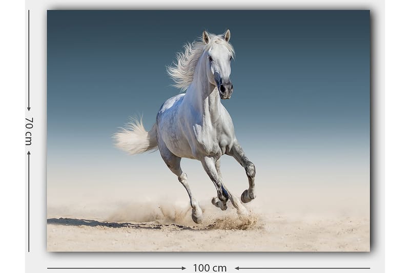 Lerretsbilde 70x100 cm - Hvit hest galopperer gjennom et sandete miljø - Hvit / Beige / Lys blå - Innredning - Bilder & kunst - Lerretsbilder